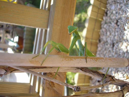 Praying Mantis Picture